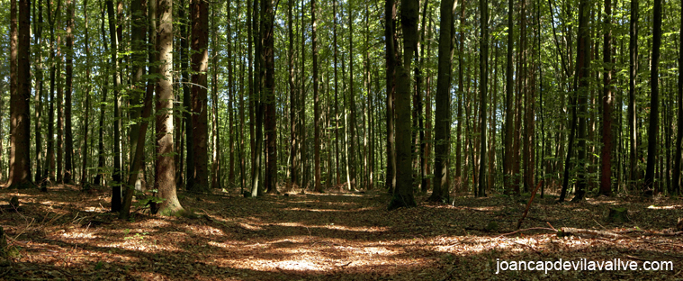 Bosc de Frankenjura