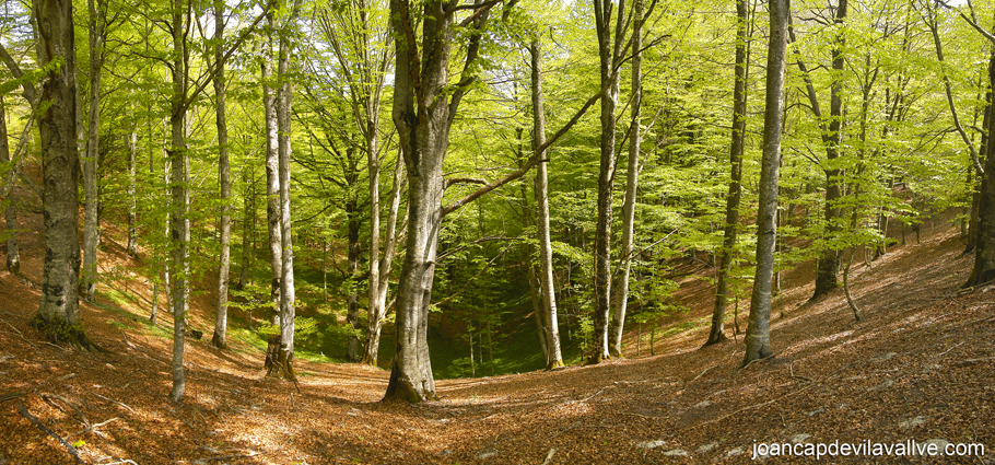 Bosc de Urbasa, Pais Vasc