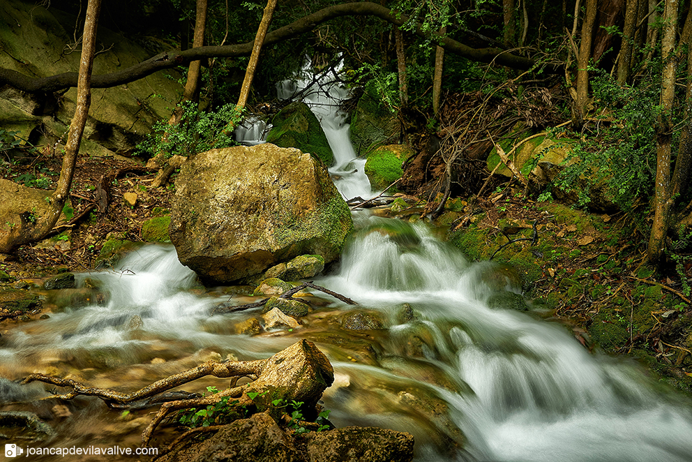 Detall d'un corriol.
Muntanyes de Prades