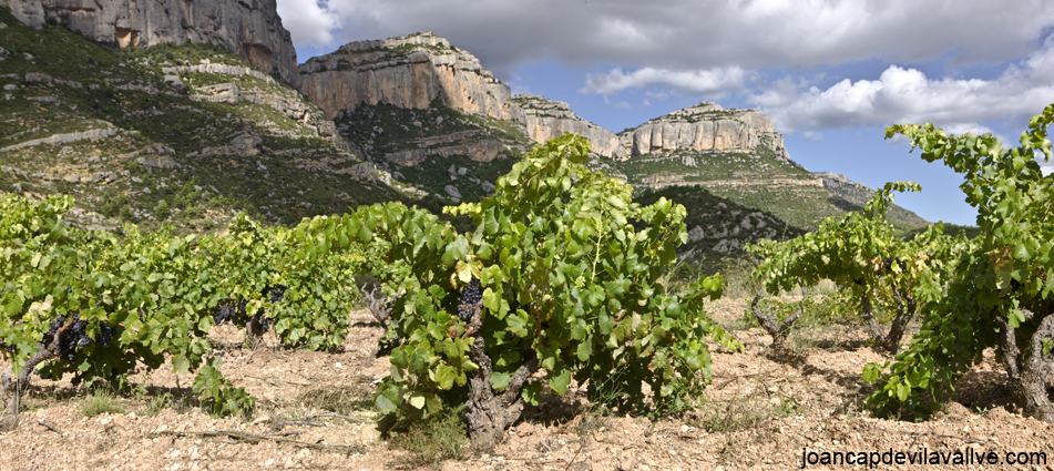 Vinyes del Priorat, Montsant