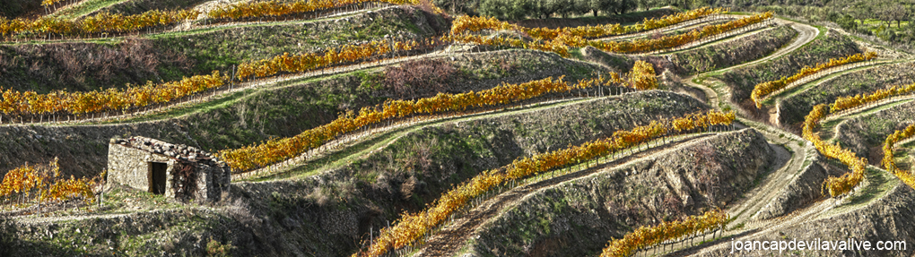 Vinyes del Masroig, Falset, Priorat