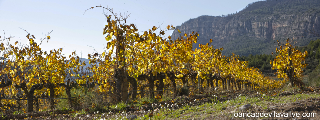 Vinyes de les vilelles, Priorat