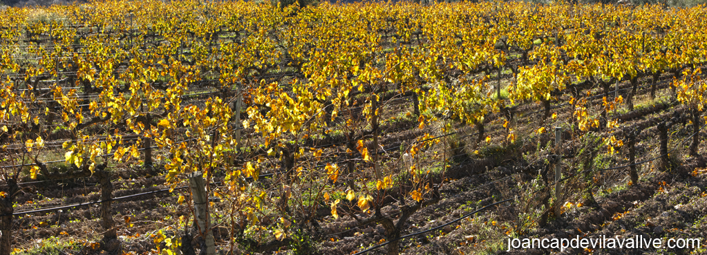 Vinyes de les vilelles, Priorat