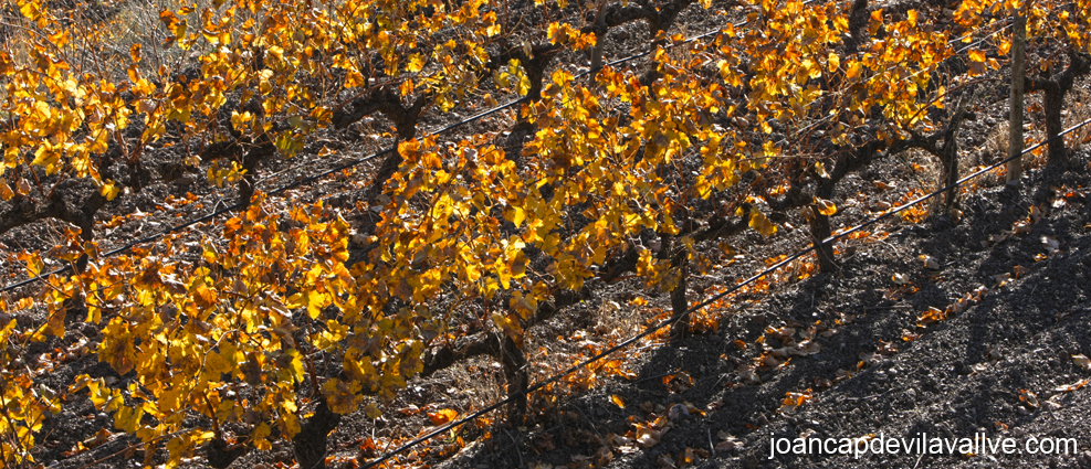 Vinyes de les vilelles, Priorat