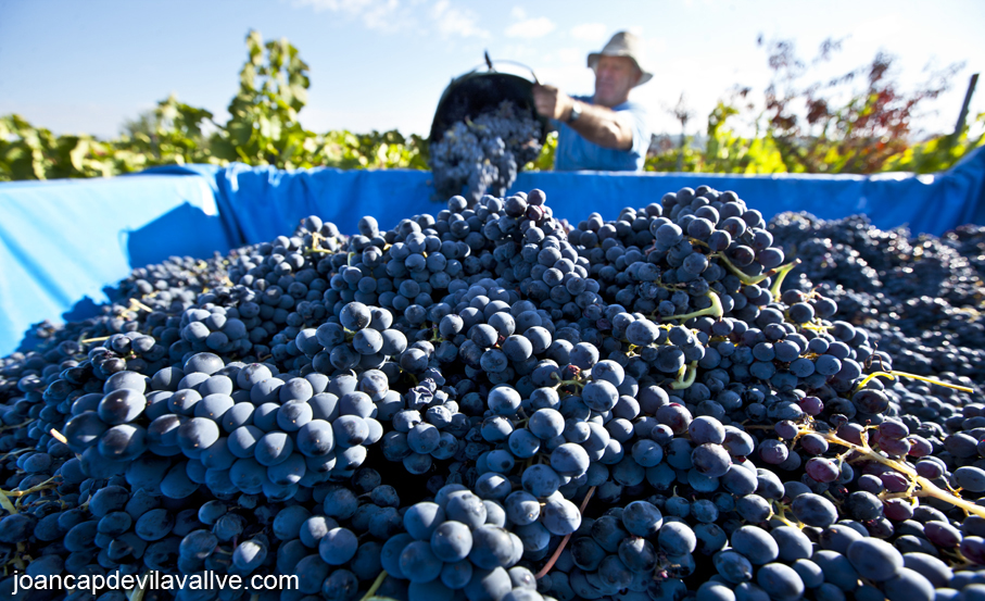 Verema al Masroig, Falset, Priorat