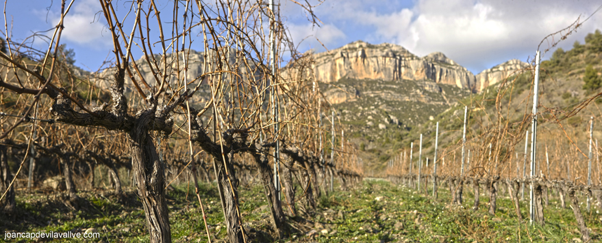 Vinyes al Montsant
Priorat