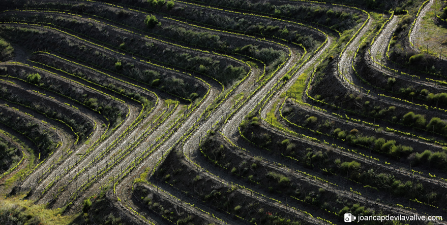 Vinyes al maig
Priorat