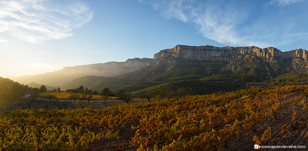 #Paisatge Vinya Tardor
#Vinya
#Vinya Priorat
#Priorat