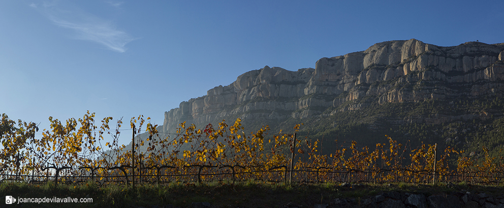 #Vinyes Tardor
#Priorat
#Vinyes