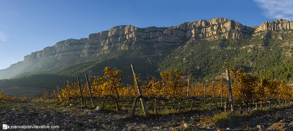 #Vinyes Tardor
#Priorat
#Vinyes