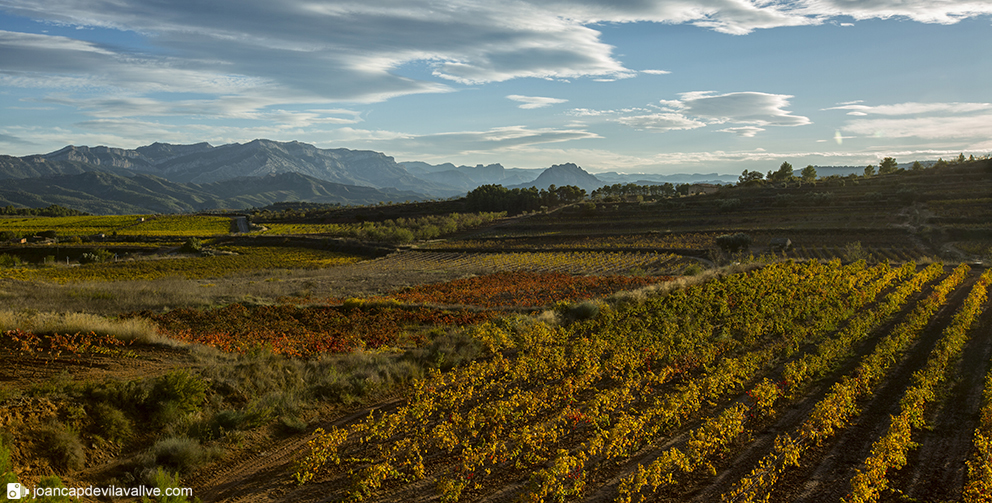 #vinyesdetardor #terresdelebre #terraalta