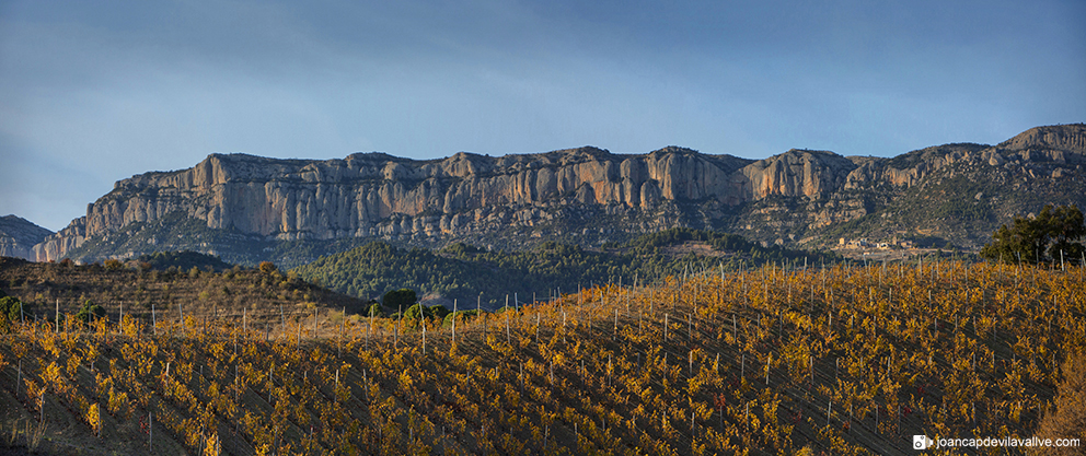 Vinyes de Poboleda amb el Montasnt i La Morera del Montsant. #priorat #montsant #vinyes