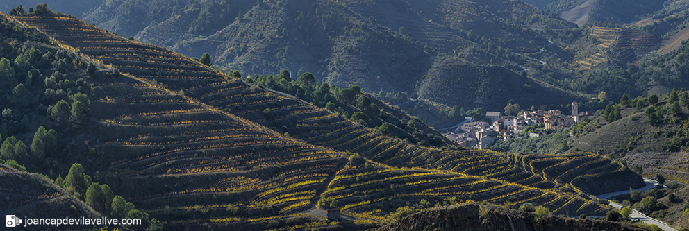 Vinyes de Tardor a Porrera. Priorat
#priorat #vinyes #porrera