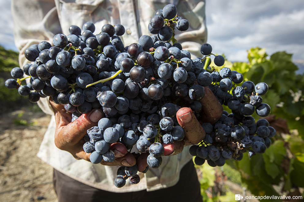 Verema a mas d'en Blei. Priorat.
#verema #priorat