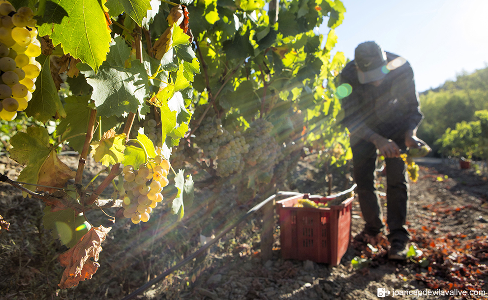 Verema de garantía blanca.
#garnatxa #priorat