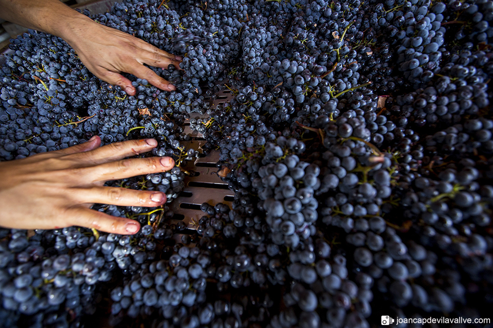 Tria del raïm.
#priorat #raïm #vinya