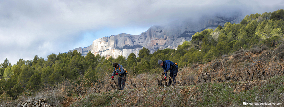 La poda de les vinyes.
Priorat