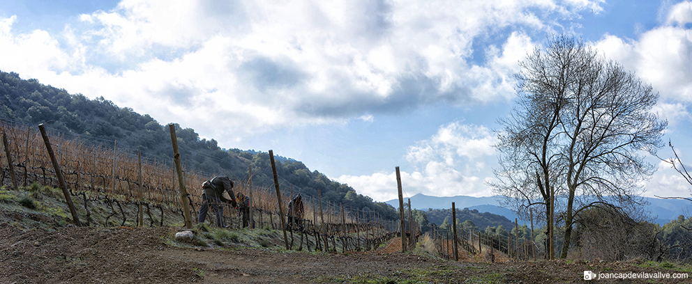 La poda de la vinya.
Priorat