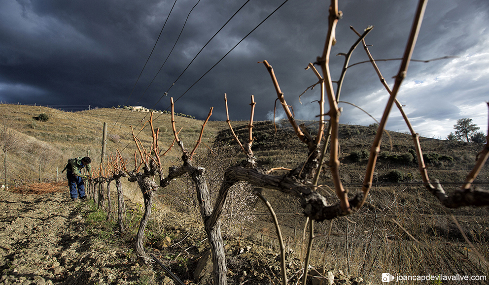 La poda de la vinya.
Priorat.