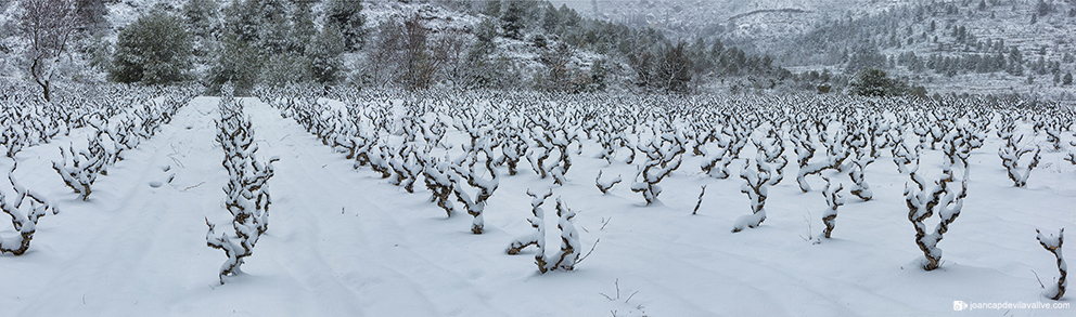 Vinyes nevades.
Priorat.