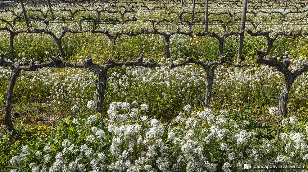 Vinyes de primavera.