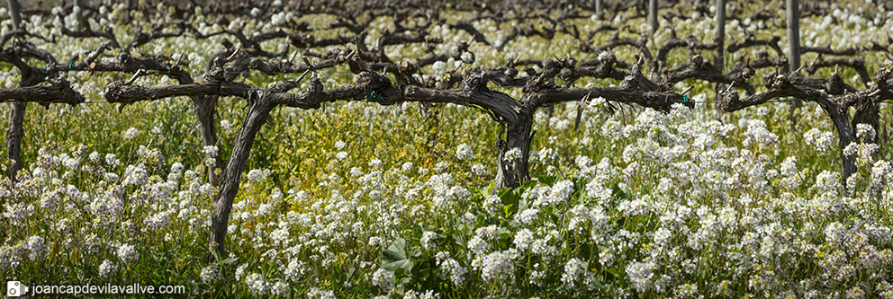 Vinyes de primavera.
Priorat.