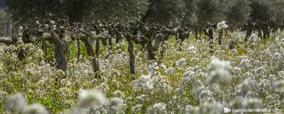 Vinyes de primavera.
Priorat.