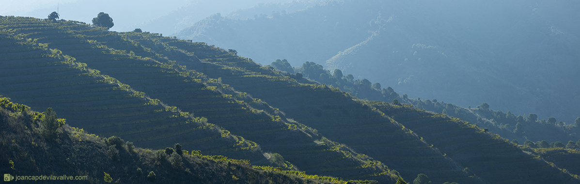 Joc de llums matinals 
Paisatge de vinyes