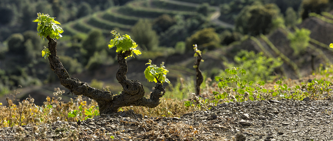 La vinya en primavera