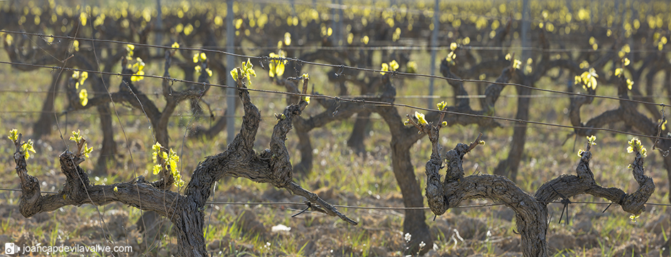 El brot de la vinya.
Vinyes de primavera