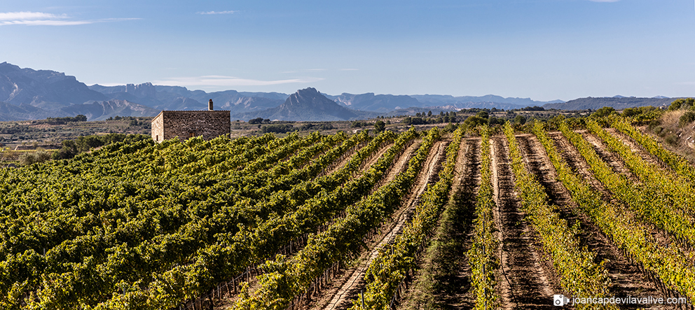 Celler Edetària
Terra Alta