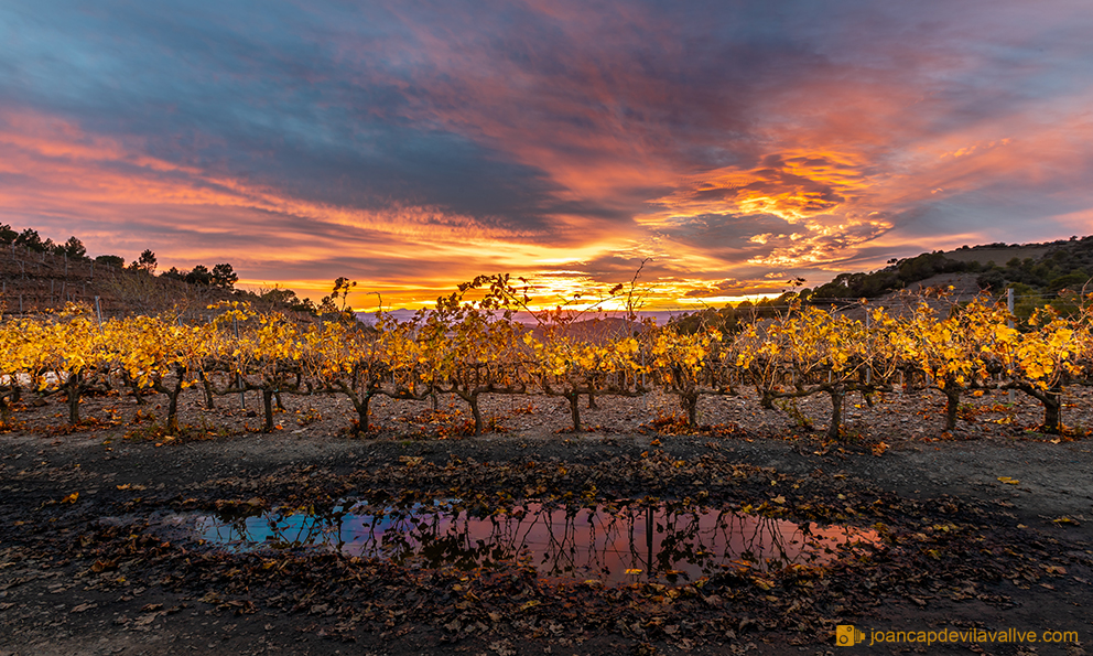 Vinyes de tardor