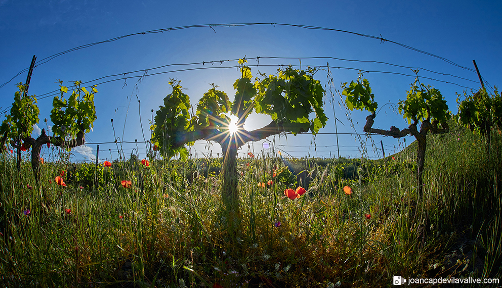 Vinyes de Primavera