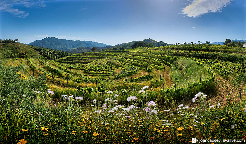 Paisatge  vinyes de primavera