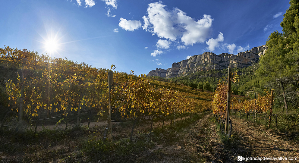 Paisatges de tardor
Vinyes de tardor