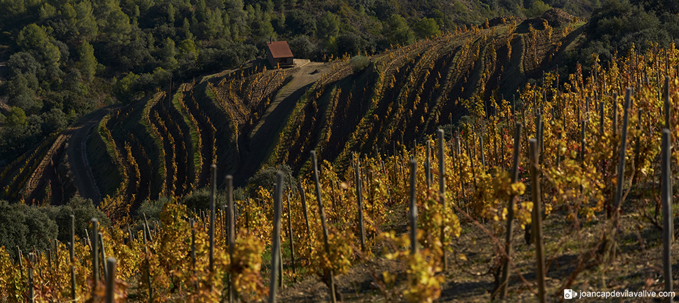 Vinyes de l'ermita
Priorat