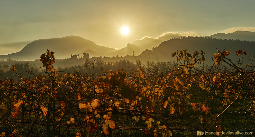 Imatge de vinyes de tardor i la sortida de sol amb el Poble de marçà, Falset-Marçà, Priorat.