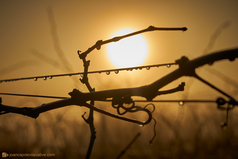 Vinyes, sol i boira